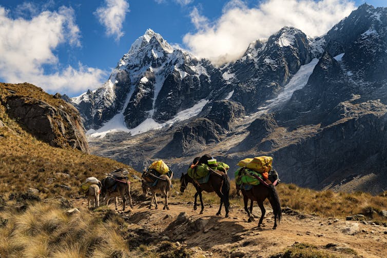 Burros carregam mochilas para as montanhas com geleiras ao fundo.